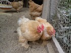 12+6 LARGE BREED LEMON BARRED FRESH AND FERTILE HATCHING EGGS. ( RARE COLOR) — photo 10