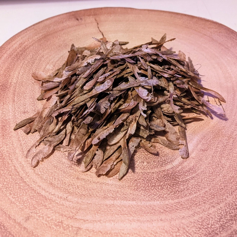 Acer negundo (Ash Maple / Box Elder Tree) 10 - 100 Seeds | RARE Garden Bonsai UK - Image 4 of 4