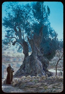 Photo:Jerusalem. ''Tree of Agony'' in Garden of Gethsemane. Mark 14:32-42