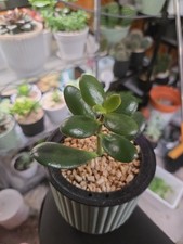 Jade Plant Already Potted