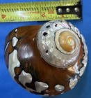 Huge  Turbo Shell Brown and Mother of pearl, perfect collectible specimen. — photo 6