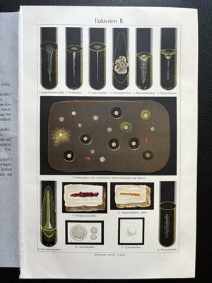 antike Grafik Medizin / Forschung: Bakterien um 1900 Science Medicin bacteries