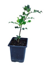 Potted Holly Tree Ilex Aquifolium Native Plant Sapling Festive Evergreen 28-30cm