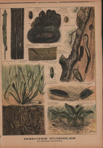Les destructeurs des fourrures - Insectes nuisibles - Gravure de presse 1897 - Picture 2 of 2