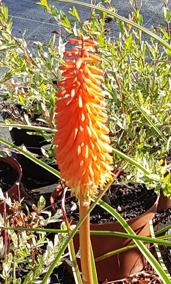 Tritoma Kniphofia uvaria Tison de satan pour structurer un sol pauvre