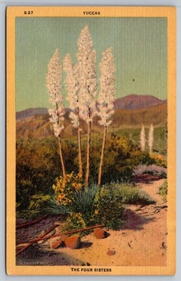 Vintage Linen Postcard Yuccas The Four Sisters Southwest Desert S-27