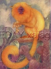 Tamarin Golden Lion, Antique Print by Louis Sargent