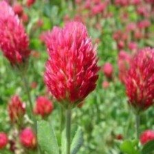 1/4 POUND CRIMSON CLOVER SEEDS - BEES ,COVER CROP, GROUND PASTURE, NON-G