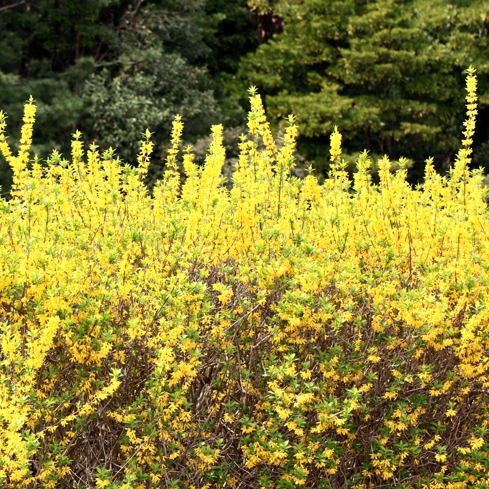Chinese Golden Bells (Forsythia viridissima) 9 Forsythia viridissima 15-20cm -