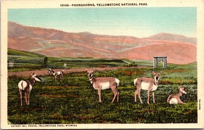 Yellowstone National Park, WY Pronghorns/Antelope/Animals/Haynes Inc. -A147