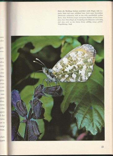 "WUNDERWELT DER SCHMETTERLINGE" Sammelalbum LINDA Bilderverlag 1972 - Picture 3 of 4