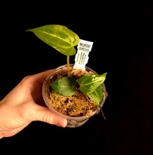 Anthurium papillilaminum x 'Red Spider' - Houseplant/Terrarium Plant - P0323