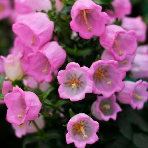 50 campanas rosa-rosa de Canterbury semillas de flores - taza y platillo - campanula mediana-FL454 - Imagen 1 de 3