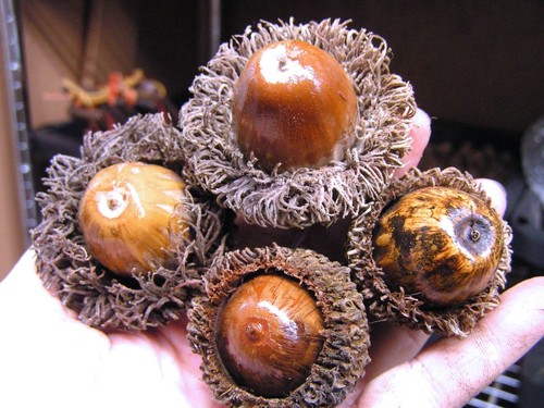 4 GIANT Burr Acorns for crafts, wreaths, bowl fillers, etc, set 104