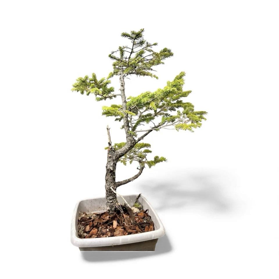 Wild Collected Black Spruce Pre-Bonsai material starter tree 17” - Image 3 of 4