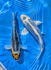koi live fish for sale