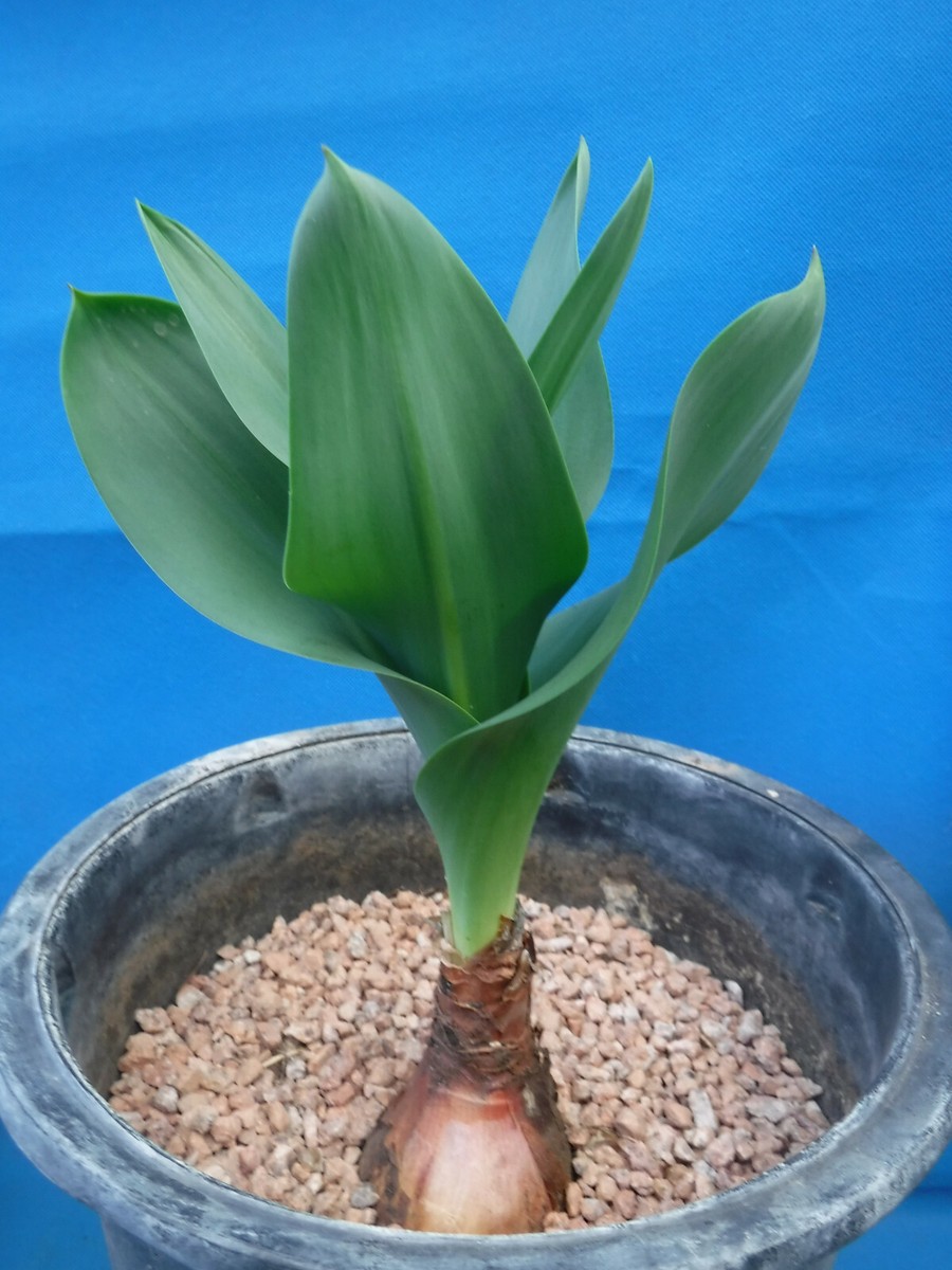 Urginea Drimia maritima giant ウルギネア ドリミア マリティマ