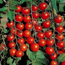 3x Tomato Cherry Sweet Million F1 – Plug Plants READY NOW – x3 Plants