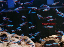 24 CARDINAL TETRAS WILD TETRAS ARE HARDY BRILLIANTLY COLORED XLARGE 1" INCH