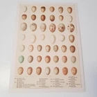 Antique Bird Egg c1890s print lithograph ornithology Frohawk British matted no11