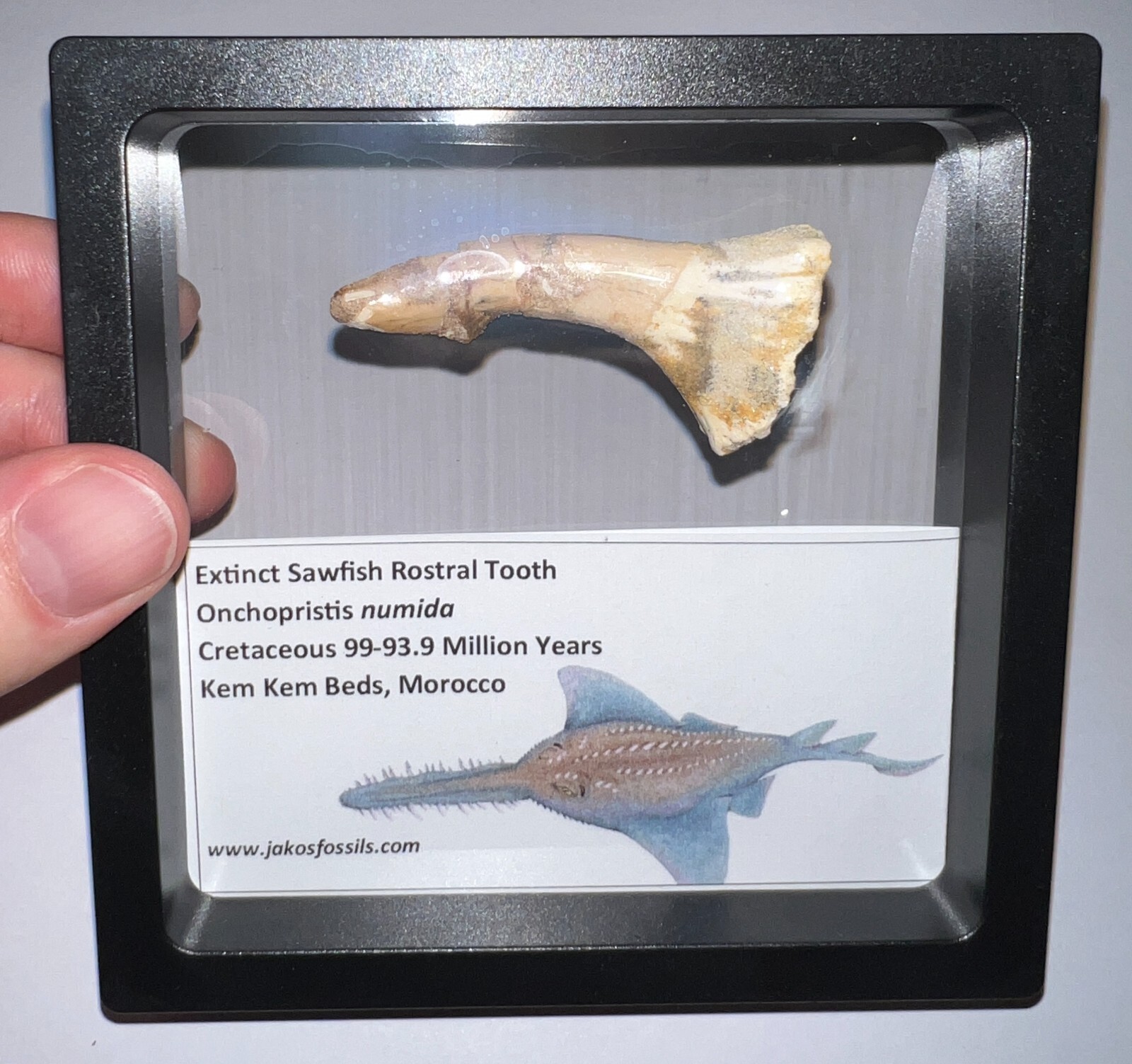 Framed ONCHOPRISTIS Fossil Dinosaur Era Sawfish Tooth Lot! 2+ IN! One per Order