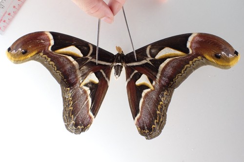 SA10173. Unmounted insects: Archaeoattacus sp. North Vietnam. Yen Bai - Picture 1 of 3