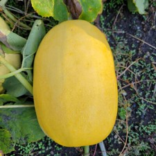 Spaghetti Squash Seeds  Heirloom  Organic