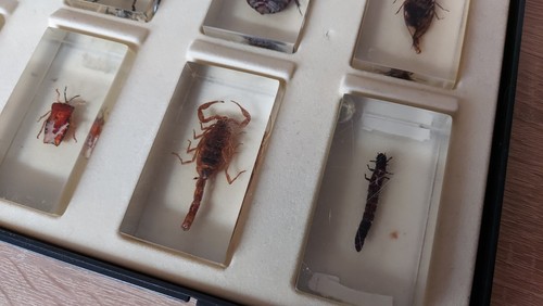 Vintage Set of Beetles and Insects Drenched in Epoxy Resin - Picture 8 of 12