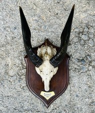 Antique Taxidermy Mounted African Bushbuck Horns on Shield Abyssinia 1923