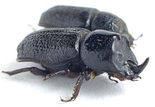Lucanidae Sinodendron cylindricum Russia