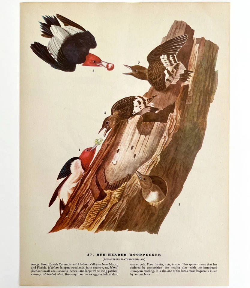 Pájaro carpintero cabeza roja 1946 impresión artística en color John James Audubon naturaleza DWV2F Foto 2 de 2