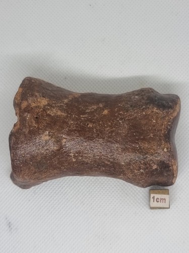 Giant Irish Elk Megaloceras fossil toe bone 132g 88mm - Picture 1 of 2