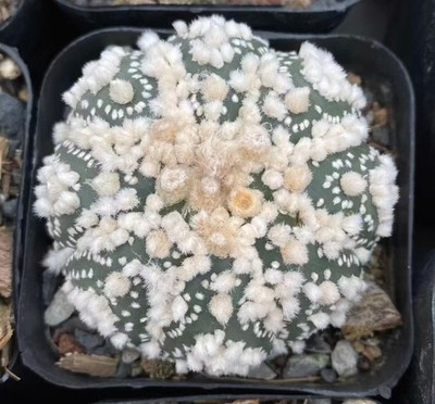 Rare Plant Astrophytum asterias Hanazono WYSIWYG Own Root Decor Garden Sale