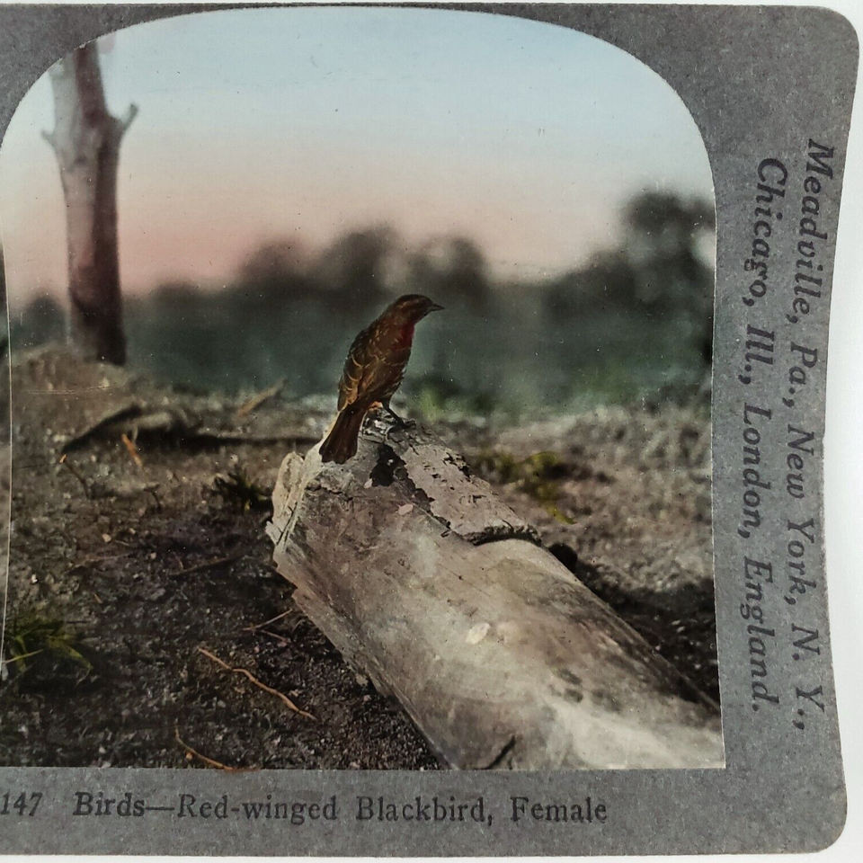 Red-Winged Blackbird Stereoview 1920s Tinted Bird Keystone Nature Photo ...