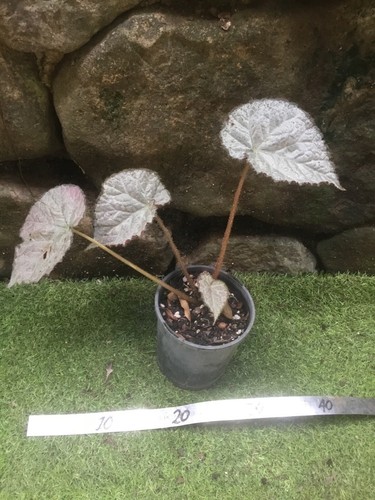 Begonia Rex - 'SIlver White' - Tropical Plant Collectable - Picture 3 of 6