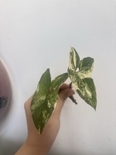 RARE Variegated Syngonium Albo Cutting 🌿 Highly Variegated 2 Leaf Node Rooted