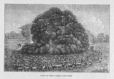 SÜDAUSTRALIEN Schafherde unter einem Gummibaum - antiker Druck 1876