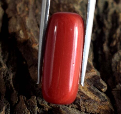 10,25 ct/19 mm Italienische Rote Koralle Natürlicher Zylindrischer Edelstein Zertifiziert B89402 - Bild 4 von 8