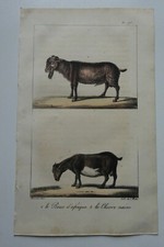 Lithographie  - 1825 - C. MOTTE - Le Bouc d'Afrique, la Chèvre naine