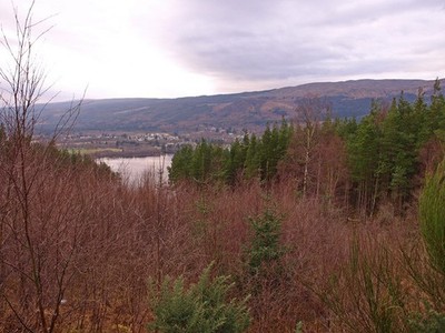 Photo A2 Plantation beside the B862 Fort Augustus Soon the view down to  c2011