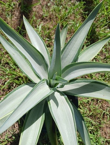 Agave Silver Star (Agave Desmettiana 'Silver Star')