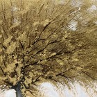 Gold tree modern art oil painting on canvas 24 x 36, texture, gold Leaf. — photo 6