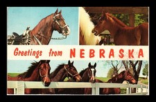 GREETINGS FROM NEBRASKA HORSES ORIGINAL POSTCARD
