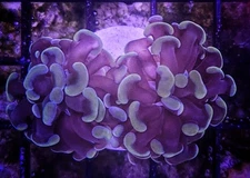 WYSIWYG Branching Rose Gold Hammer Coral Frag 2 Head Free Shipping!