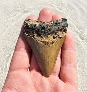 Megalodon Shark Tooth. 2.71" prehistoric fossil. Nice enamel. No restorations.
