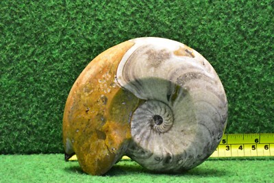 Ammonit Fossil poliert stehend Orthoceras Devon  [16 Auswahl] UK KAUFEN