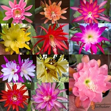 6 Mystery Epiphyllum Orchid Cactus Cuttings, Mixed colors, Assorted - Not Named