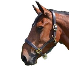 Gallop Premium Leather Padded Horse Headcollar  TL6397
