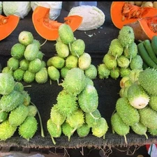 30 West Indian Gherkin Cucumber Seeds Burr Spike Heirloom Non-GMO