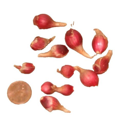 planting tiger lily seeds Old Favorite Tiger Lily Seeds – Haiyiplants main image 0